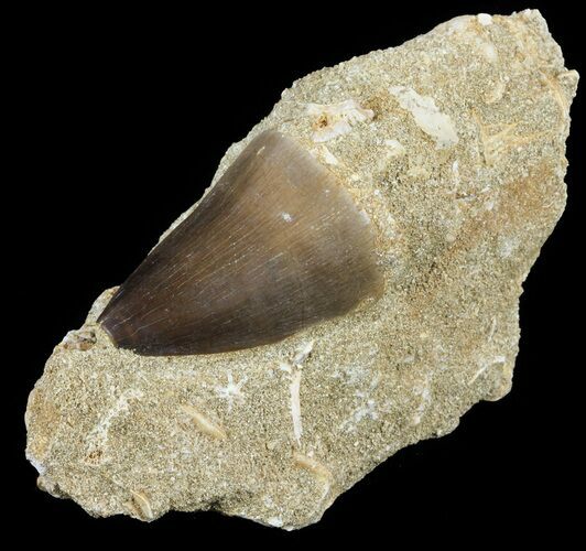 Mosasaur (Prognathodon) Tooth In Rock - Nice Tooth #60185